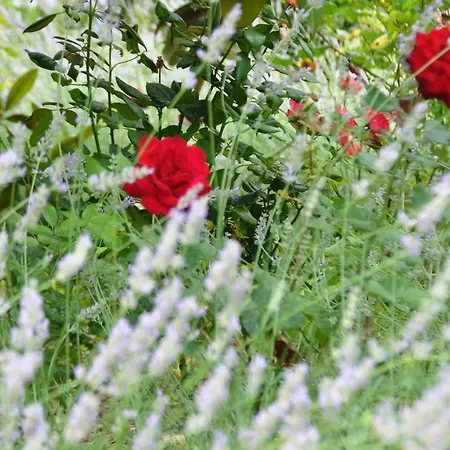 Mas Du Perthus Bed & Breakfast 4*