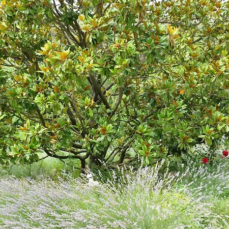 Bed & Breakfast Mas Du Perthus Cassis