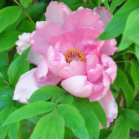 Mas Du Perthus Bed & Breakfast