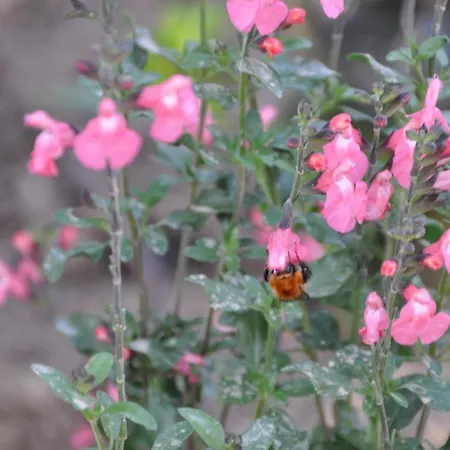 Mas Du Perthus Cassis