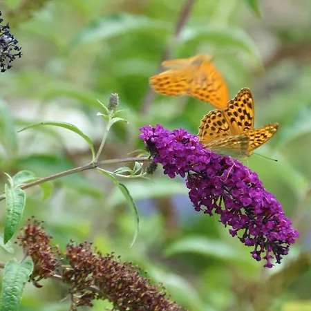 Bed & Breakfast Mas Du Perthus 4*