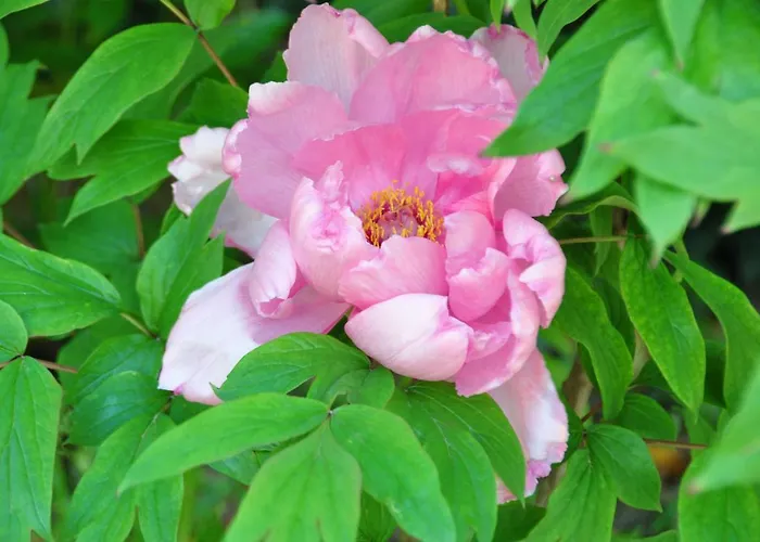 Mas Du Perthus Oda ve Kahvaltı