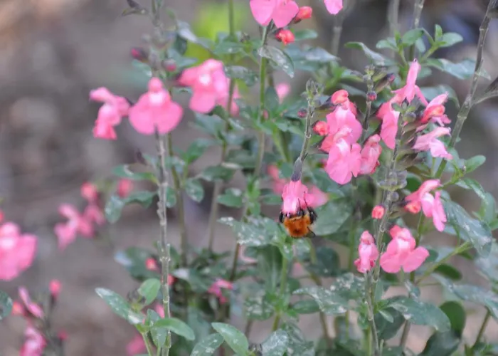Mas Du Perthus Cassis