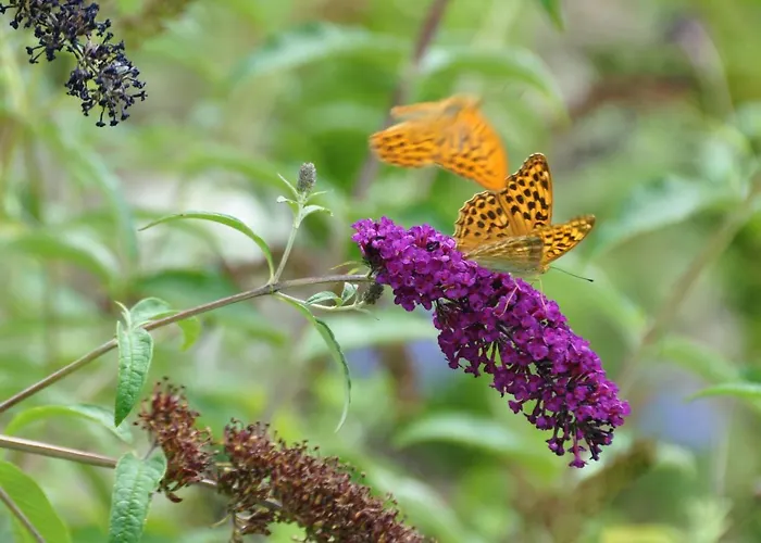 Oda ve Kahvaltı Mas Du Perthus 4*