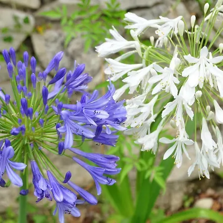 Mas Du Perthus לינה וארוחת בוקר קסיס