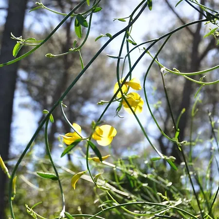 Mas Du Perthus Bed & Breakfast 4*