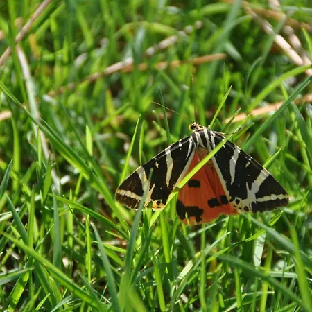 Mas Du Perthus קסיס