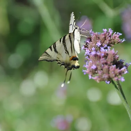 Mas Du Perthus Bed & Breakfast
