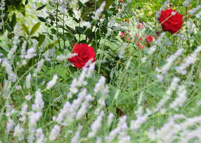 Mas Du Perthus Отель типа 