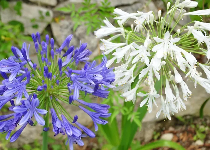 Mas Du Perthus Отель типа 