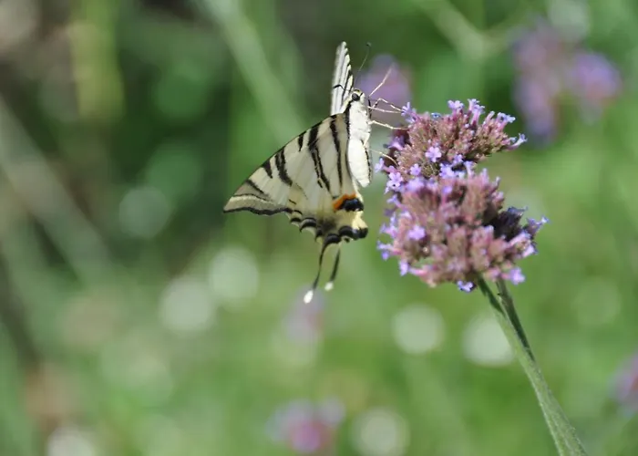 Mas Du Perthus Отель типа 